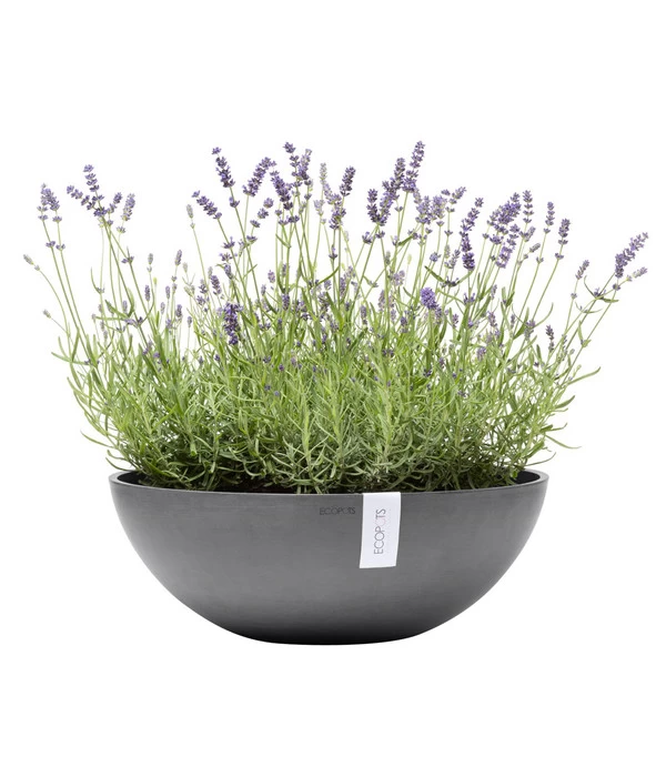 Ecopots Kunststoff-Topf Vienna, Rund, Grau, Ca. Ø50/H18 Cm 4 Ecopots Kunststoff-Topf Vienna, Rund, Grau, Ca. Ø50/H18 Cm – Bild 2