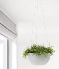 Ecopots Kunststoff-Hängeampel Brussels, Rund, Ca. Ø26,5/H13 Cm 12 Ecopots Kunststoff-Hängeampel Brussels, Rund, Ca. Ø26,5/H13 Cm -Pflanzenwelt Verkauf 6614606 WE MO 001 EcopotsKunststoffHaengeampelBrusselsrund