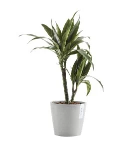 Ecopots Kunststoff-Topf Amsterdam Mit Wassersystem, Rund, Hellgrau 10 Ecopots Kunststoff-Topf Amsterdam Mit Wassersystem, Rund, Hellgrau -Pflanzenwelt Verkauf 6614846 WE FS 002 EcopotsKunststoffTopfAmsterdammitWassersystemrundhellgrau