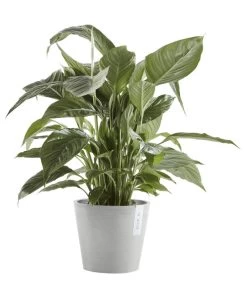 Ecopots Kunststoff-Topf Amsterdam Mit Wassersystem, Rund, Hellgrau 11 Ecopots Kunststoff-Topf Amsterdam Mit Wassersystem, Rund, Hellgrau -Pflanzenwelt Verkauf 6614846 WE FS 003 EcopotsKunststoffTopfAmsterdammitWassersystemrundhellgrau