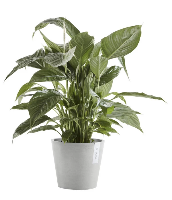 Ecopots Kunststoff-Topf Amsterdam Mit Wassersystem, Rund, Hellgrau 5 Ecopots Kunststoff-Topf Amsterdam Mit Wassersystem, Rund, Hellgrau – Bild 3