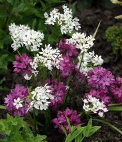 Dehner Blumenzwiebel 5 Monate Blütenpracht, 200 Stk. 16 Dehner Blumenzwiebel 5 Monate Blütenpracht, 200 Stk. -Pflanzenwelt Verkauf 6617286 WE MO 002 DehnerBlumenzwiebel5MonateBlumenpaket