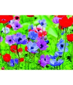 Dehner Blumenzwiebel 5 Monate Blütenpracht, 200 Stk. 17 Dehner Blumenzwiebel 5 Monate Blütenpracht, 200 Stk. -Pflanzenwelt Verkauf 6617286 WE MO 003 DehnerBlumenzwiebel5MonateBlumenpaket