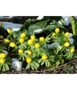 Dehner Blumenzwiebel 5 Monate Blütenpracht, 200 Stk. 18 Dehner Blumenzwiebel 5 Monate Blütenpracht, 200 Stk. -Pflanzenwelt Verkauf 6617286 WE MO 004 DehnerBlumenzwiebel5MonateBlumenpaket