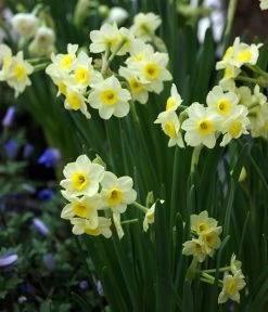 Dehner Blumenzwiebel 5 Monate Blütenpracht, 200 Stk. 19 Dehner Blumenzwiebel 5 Monate Blütenpracht, 200 Stk. -Pflanzenwelt Verkauf 6617286 WE MO 005 DehnerBlumenzwiebel5MonateBlumenpaket