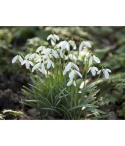 Dehner Blumenzwiebel 5 Monate Blütenpracht, 200 Stk. 20 Dehner Blumenzwiebel 5 Monate Blütenpracht, 200 Stk. -Pflanzenwelt Verkauf 6617286 WE MO 006 DehnerBlumenzwiebel5MonateBlumenpaket