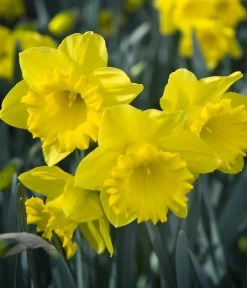 Dehner Blumenzwiebel 5 Monate Blütenpracht, 200 Stk. 21 Dehner Blumenzwiebel 5 Monate Blütenpracht, 200 Stk. -Pflanzenwelt Verkauf 6617286 WE MO 007 DehnerBlumenzwiebel5MonateBlumenpaket