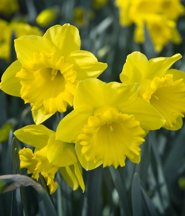 Dehner Blumenzwiebel 5 Monate Blütenpracht, 200 Stk. 10 Dehner Blumenzwiebel 5 Monate Blütenpracht, 200 Stk. – Bild 8