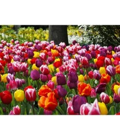 Dehner Blumenzwiebel 5 Monate Blütenpracht, 200 Stk. 24 Dehner Blumenzwiebel 5 Monate Blütenpracht, 200 Stk. -Pflanzenwelt Verkauf 6617286 WE MO 010 DehnerBlumenzwiebel5MonateBlumenpaket