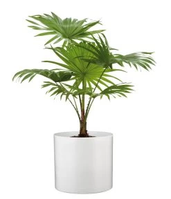 Scheurich Keramik-Übertopf, Rund, Ca. Ø33 Cm 8 Scheurich Keramik-Übertopf, Rund, Ca. Ø33 Cm -Pflanzenwelt Verkauf 6642151 WE FS 003 TopfPanna