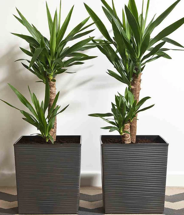 Siena Garden Kunststoff-Topf Biron, Eckig, Ca. B40/H41,5/T40 Cm 5 Siena Garden Kunststoff-Topf Biron, Eckig, Ca. B40/H41,5/T40 Cm – Bild 3