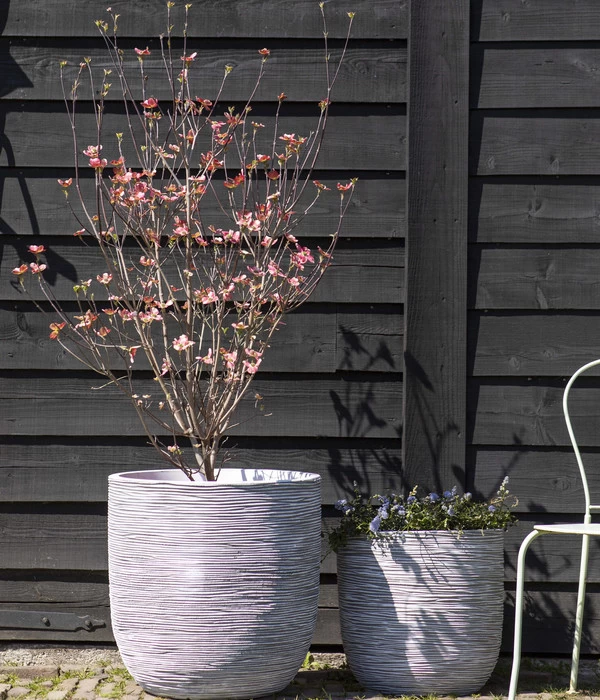 Pflanzenwelt Verkauf -Pflanzenwelt Verkauf 6697247 WE MO 001 CapiEuropeKunststoffTopfRibrund