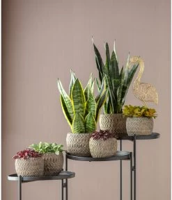 Bogenhanf - Sansevieria Trifasciata Var. Laurentii -Pflanzenwelt Verkauf 6709133 6709125 6757033 WE MO 001 TopfChriaGold