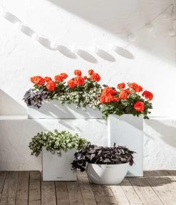 Stehende Geranie, Orange -Pflanzenwelt Verkauf 6770721 8813206 8809592 8824500 WE MO 001 LechuzaSchaleCubetoStone