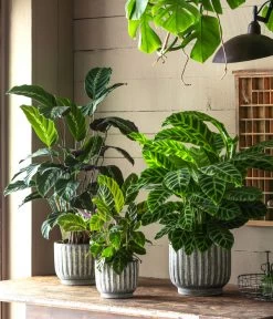 Korbmarante - Calathea 'Misto' 5 Korbmarante - Calathea 'Misto' -Pflanzenwelt Verkauf 6781553 6781561 6781579 WE MO 001 TopfCalWeissGrau