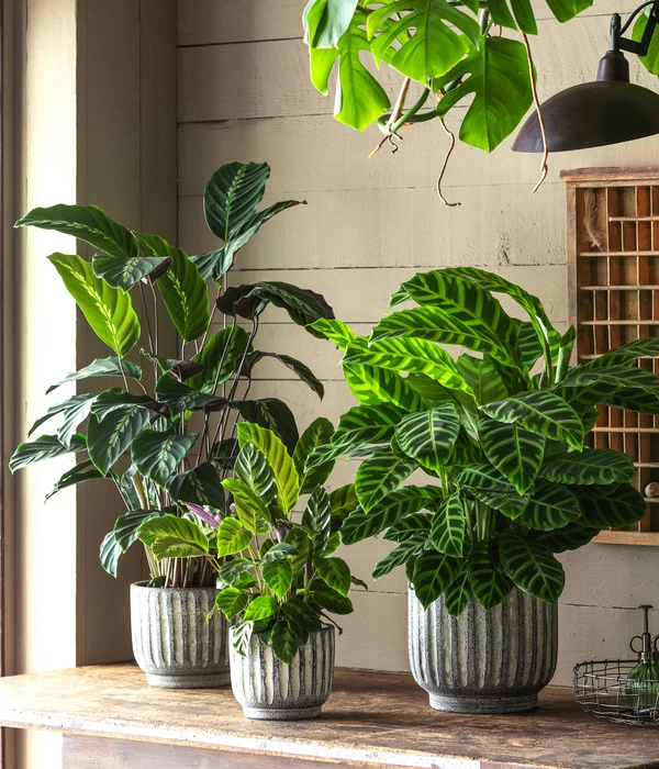 Korbmarante - Calathea 'Misto' 4 Korbmarante - Calathea 'Misto' – Bild 2