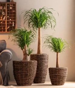 Dehner Holz-Korb Akira, Rund, Braun 7 Dehner Holz-Korb Akira, Rund, Braun -Pflanzenwelt Verkauf 6788533 6788400 6788442 6788426 WE MO 001 TopfAkiraBraun