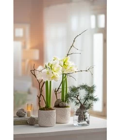 Amaryllis - Hippeastrum Hybride 'Alfresco' -Pflanzenwelt Verkauf 6835078 WE MO 001 TopfAmaryllisWeiss