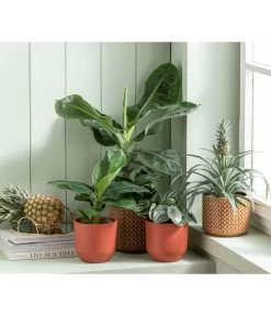 Japanische Faserbanane - Musa Basjoo -Pflanzenwelt Verkauf 6895635 WE MO 001 Freshandfruity Musa