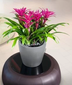 LECHUZA® CLASSICO LS, All-in-One-Set 10 LECHUZA® CLASSICO LS, All-in-One-Set -Pflanzenwelt Verkauf 6962112 WE MO 02 LechuzaCLASSICOPremiumSilber