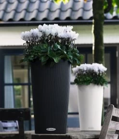 LECHUZA® CILINDRO Color, All-in-One Set 10 LECHUZA® CILINDRO Color, All-in-One Set -Pflanzenwelt Verkauf 6963318 6963359 WE MO 02 CILINDROColorWeissAnthr