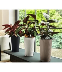 LECHUZA® CILINDRO Color, All-in-One Set 12 LECHUZA® CILINDRO Color, All-in-One Set -Pflanzenwelt Verkauf 6963342 6963367 6963359 6963334 WE MO 19 CilindroColorWeissSandbraunAnthr