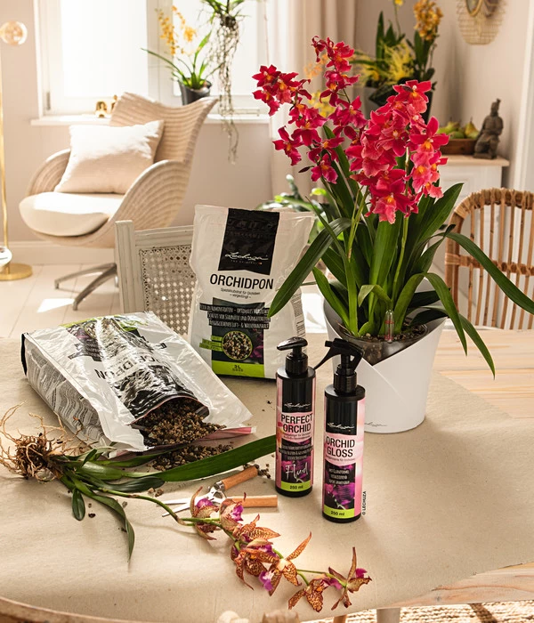 LECHUZA® ORCHIDEA, All-in-One Set, Ca. Ø18/H20 Cm 9 LECHUZA® ORCHIDEA, All-in-One Set, Ca. Ø18/H20 Cm – Bild 7