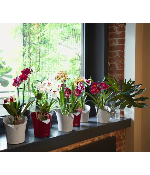 LECHUZA® ORCHIDEA, All-in-One Set, Ca. Ø18/H20 Cm 7 LECHUZA® ORCHIDEA, All-in-One Set, Ca. Ø18/H20 Cm – Bild 5