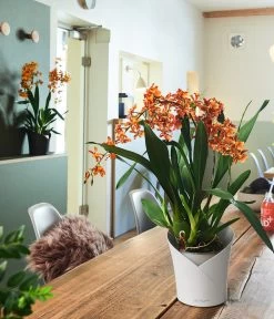 LECHUZA® ORCHIDEA, All-in-One Set, Ca. Ø18/H20 Cm 15 LECHUZA® ORCHIDEA, All-in-One Set, Ca. Ø18/H20 Cm -Pflanzenwelt Verkauf 6963375 6963383 WE MO 02 ORCHIDEAWeissAnthra