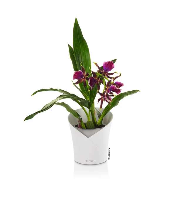 LECHUZA® ORCHIDEA, All-in-One Set, Ca. Ø18/H20 Cm 5 LECHUZA® ORCHIDEA, All-in-One Set, Ca. Ø18/H20 Cm – Bild 3