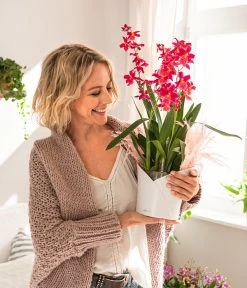 LECHUZA® ORCHIDEA, All-in-One Set, Ca. Ø18/H20 Cm 13 LECHUZA® ORCHIDEA, All-in-One Set, Ca. Ø18/H20 Cm -Pflanzenwelt Verkauf 6963375 WE MO 01 OrchideaWeiss