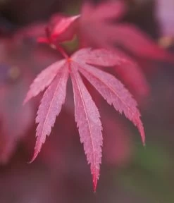 Fächerahorn 'Shaina' -Pflanzenwelt Verkauf 7015951 WE DE 001 AcerPalmatumShaina