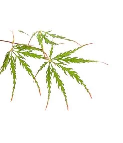 Roter Fächerahorn 'Firecracker®' -Pflanzenwelt Verkauf 7019128 PR DE 001 AcerPalmatumFireCrackerAhornDehnerExpressHerzig