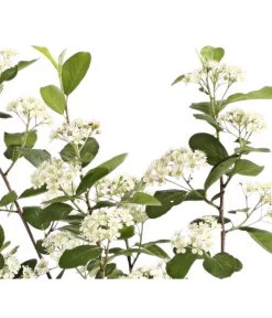 Apfelbeere, Aronia 'Aron' 9 Apfelbeere, Aronia 'Aron' -Pflanzenwelt Verkauf 7045479 PR DE 001 AroniaMelanocarpaAron3LRetDehnerExpressHerzig