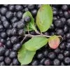 Apfelbeere, Aronia 'Aron' 2 Apfelbeere, Aronia 'Aron' -Pflanzenwelt Verkauf 7045479 PR MO 001 AroniaMelanocarpaAron3LPixabay