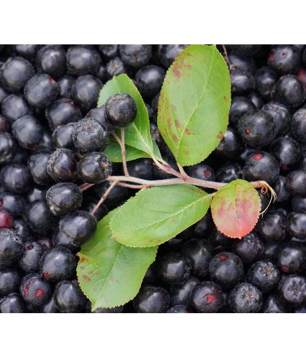 Apfelbeere, Aronia 'Aron' 3 Apfelbeere, Aronia 'Aron'