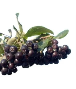 Apfelbeere, Aronia 'Nero' 11 Apfelbeere, Aronia 'Nero' -Pflanzenwelt Verkauf 7045701 BildFS 001 AroniaAroniaMelanocarpaNero