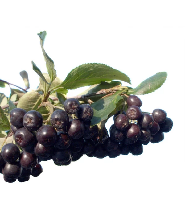 Apfelbeere, Aronia 'Nero' 6 Apfelbeere, Aronia 'Nero' – Bild 4