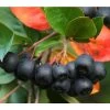 Apfelbeere, Aronia 'Nero' -Pflanzenwelt Verkauf 7045701 PR MO 001 AroniaMelanocarpaNero3LPixabay