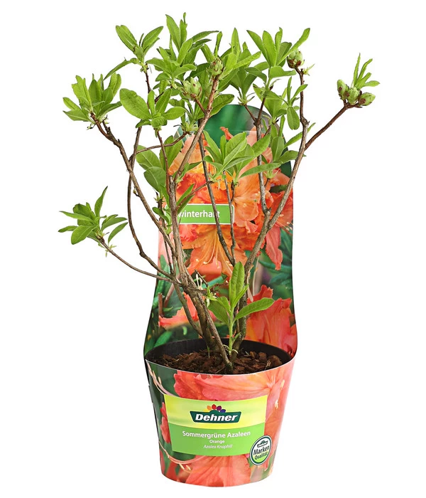 Knap-Hill-Azaleen 3 Knap-Hill-Azaleen – Bild 2