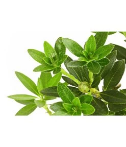 Rhododendron 'Bloombux®' 5 Rhododendron 'Bloombux®' -Pflanzenwelt Verkauf 7077704 PR DE 001 RhododendronBloombux2LDehnerExpressHerzig