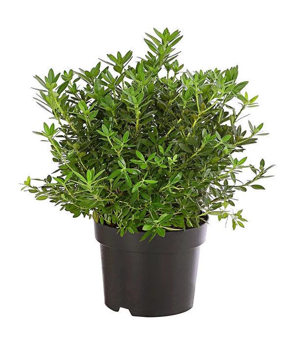 Rhododendron 'Bloombux®' 3 Rhododendron 'Bloombux®'