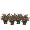 Blütenhecke 'Mother Of Pearl', 4er-Set -Pflanzenwelt Verkauf 7078066 WE FS 003 HeckenSetPermuttbeereMotherofPearl