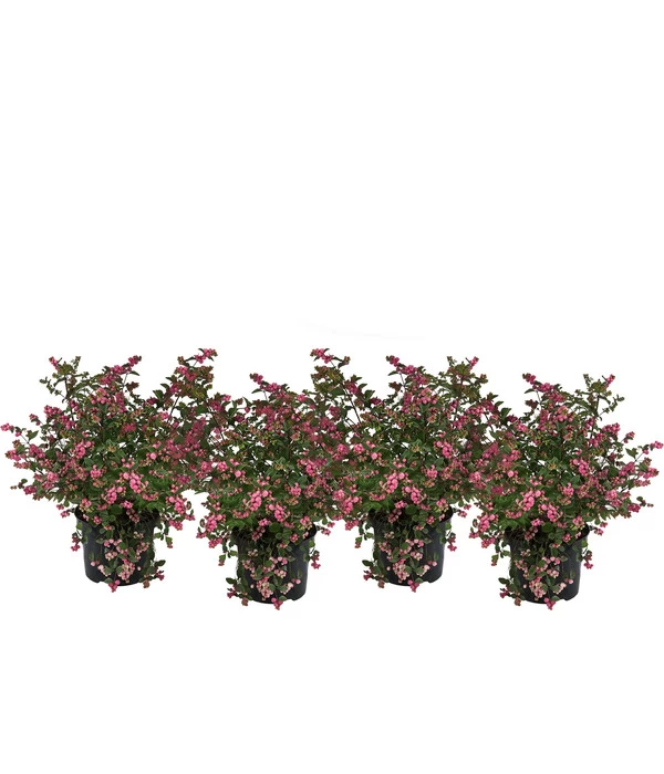 Blütenhecke 'Mother Of Pearl', 4er-Set 3 Blütenhecke 'Mother Of Pearl', 4er-Set