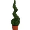 Buchs, Spirale 2 Buchs, Spirale -Pflanzenwelt Verkauf 7080658 WE FS 001 BuxSempervirensArborescens5LSpirale
