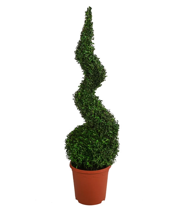 Buchs, Spirale 3 Buchs, Spirale