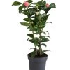 Japanische Kamelie, Verschiedene Sorten 1 Japanische Kamelie, Verschiedene Sorten -Pflanzenwelt Verkauf 7088115 WE FS 001 CamelliaJaponicaNucciosCameoKamelieT15
