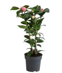 Japanische Kamelie, Verschiedene Sorten