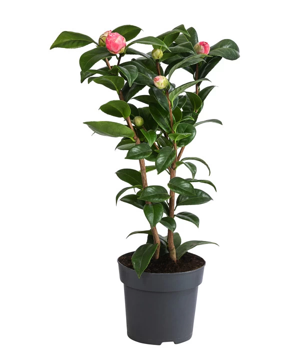 Japanische Kamelie, Verschiedene Sorten 3 Japanische Kamelie, Verschiedene Sorten