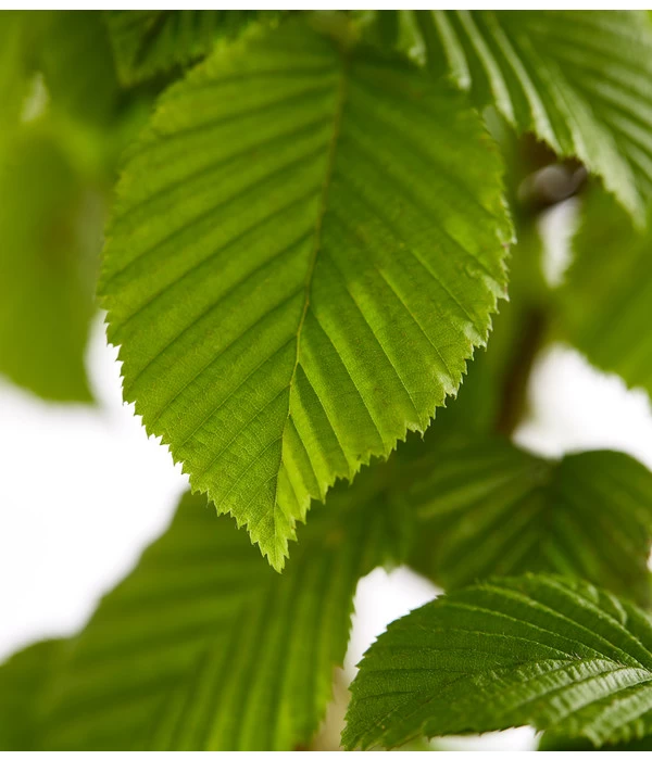 15 Meter Hainbuche, 60 X Ca. 150-175 Cm 7 15 Meter Hainbuche, 60 X Ca. 150-175 Cm – Bild 5